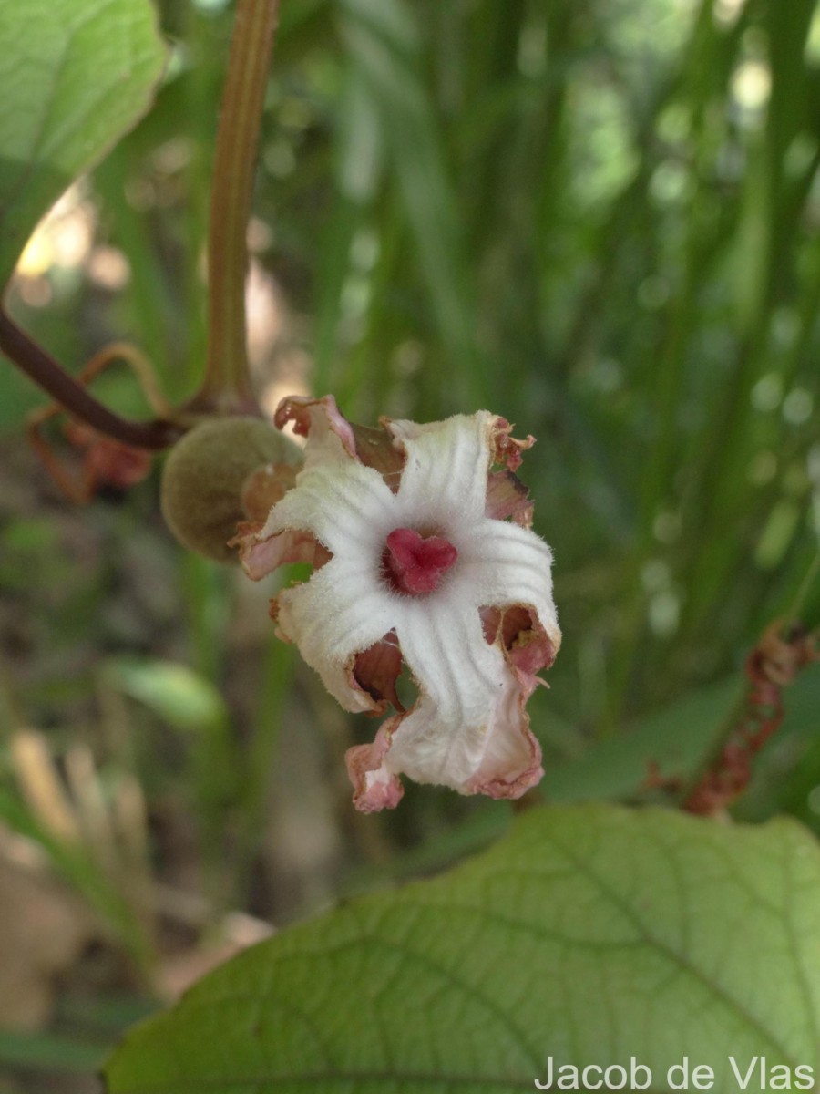 Trichosanthes bracteata (Lam.) Voigt